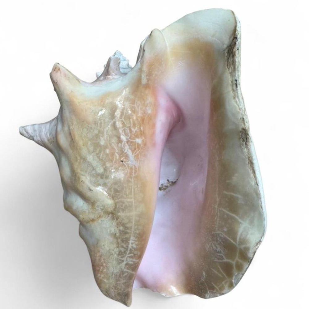 9" Pink Conch Shell Beautiful pink conch shell with a unique shape and texture - Picture 4 of 8